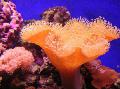 水族馆 软蘑菇, Sarcophyton 红 照