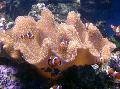 Aquarium Weichen Pilz, Sarcophyton braun Foto