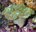 Akvárium Soft Gomba, Sarcophyton zöld fénykép