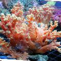 Akvárium Květina Strom Korál (Brokolice Korály), Scleronephthya červená fotografie