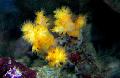 Aquarium Corail Arbre Fleur (De Corail Brocoli), Scleronephthya jaune Photo