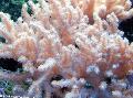 Akvarij Sinularia Prst Usnje Coral rožnat fotografija