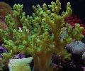 Akvárium Sinularia Prst Kůže Korálů zelená fotografie