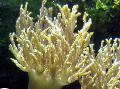 Akvárium Sinularia Ujj Bőr Korall sárga fénykép