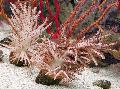 Aquário Árvore De Natal Coral (Coral Medusa), Studeriotes castanho foto