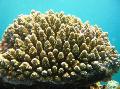 Akvarium Acropora brun Foto