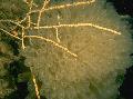 Akwarium Swiftia (Północna Fanem Na Morze) morza fanów żółty zdjęcie