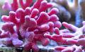 Akvárium Csipke Stick Korall hydroid, Distichopora rózsaszín fénykép