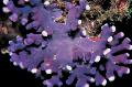 Akvariumas Nėriniai Stick Koralų hydroid, Distichopora violetinė Nuotrauka