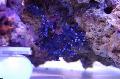 Aquarium Lace Stok Koraal hydroid, Distichopora blauw foto