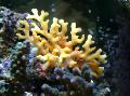Acuario Encajes Palillo De Coral hidroide, Distichopora amarillo Foto