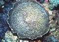 Akvarij Veliki Slon Uha (Slon Uho Gljiva), Amplexidiscus fenestrafer siva Foto