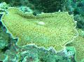 Acvariu Mare Elefant Ureche (Elefant Ureche Ciuperci) ciupercă, Amplexidiscus fenestrafer verde fotografie
