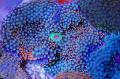 Akvariumas Floridos Diskas, Ricordea florida mėlynas Nuotrauka