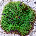 Аквариум Дискоактиния флоридская, Ricordea florida зеленоватый Фото