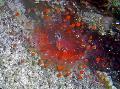 Aquário Corallimorph Bola (Bola Laranja Anêmona) cogumelo, Pseudocorynactis caribbeorum vermelho foto