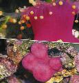 Akvaario Pallo Corallimorph (Oranssi Pallo Anemone) sieni kuva ja ominaisuudet
