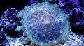 Акваріум Грибовидний Зонтичний Поліп діскоактініі, Discosoma neglecta блакитний Фото