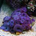 Akwarium Discosoma Coeruleus grzyb fioletowy zdjęcie