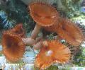 Aquarium Giant Kaneel Poliep, Palythoa grandis bruin foto