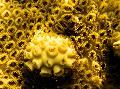 Acvariu Zoanthid Încrustare Alb (Mat Marea Caraibelor) polip, Palythoa caribaeorum galben fotografie
