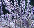 Akvārijs Violeta Whip Gorgonian jūras fans, Pseudopterogorgia purpurs Foto