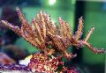 Akvárium Pterogorgia tengeri rajongók barna fénykép