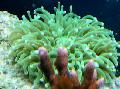 Akvarium Stor Tentacled Plate Korall (Anemone Sopp Koraller), Heliofungia actiniformes grønn Bilde