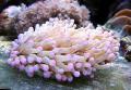 Acvariu Mare-Tentacled Plate Coral (Anemone Ciuperci Coral), Heliofungia actiniformes roz fotografie