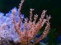 ενυδρείο Οζώδης Θάλασσα Ράβδο θάλασσα ανεμιστήρες φωτογραφία και χαρακτηριστικά