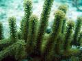 Akvariumas Gumbuotas Jūros Strypas, Eunicea žalias Nuotrauka