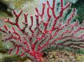 Аквариум Горгония морские перья, Gorgonia красный Фото