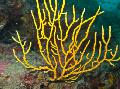 Akvaryum Gorgonia deniz fanlar sarı fotoğraf
