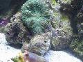 Akvaryum Actinodiscus mantar yeşil fotoğraf