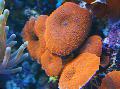 Aquarium Actinodiscus mushroom red Photo