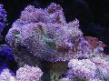 Аквариум Rhodactis гъба лилаво снимка