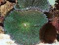 Acvariu Rhodactis ciupercă verde fotografie