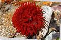 Akvaarium Pirn Ülane anemones, Actinia equina punane Foto