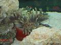 Acvariu Anemone De Mare Magnifică, Heteractis magnifica gri fotografie