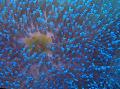 Аквариум Морски Безгръбначни Прекрасна Морска Анемония анемони снимка и характеристики