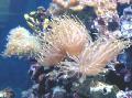 Aquarium Prachtige Zee-Anemoon anemonen, Heteractis magnifica lichtblauw foto