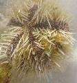 Akvarij Morski Nevretenčarji V Obliki Blazine Ježek ježki fotografija in značilnosti