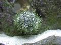 Akvariumas Adatinė Ežiai ežių, Lytechinus variegatus pilkas Nuotrauka