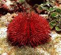 აკვარიუმი Pincushion ზღარბის ზღარბების, Lytechinus variegatus წითელი სურათი