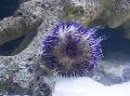 Akvarium Nålepute Bolle kråkeboller, Lytechinus variegatus blå Bilde