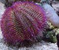 Akvaarium Kahevärviline Merisiilikute (Punane Merisiilikute), Salmacis bicolor purpurne Foto