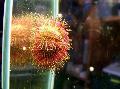 Akvarij More Beskralježnjaci Dvobojne Morski Jež (Crveni Morski Jež) ježevi Foto i karakteristike