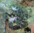 Аквариум Морски Безгръбначни таралежи Microcyphus Русо  снимка