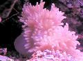Akvarium Flat Farge Anemone, Heteractis malu flekket Bilde