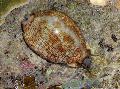 Akvārijs Jūras Bezmugurkaulnieki Cowrie ēdamie gliemeži Foto un raksturlielumi